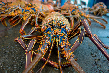 Close up of fresh lobsters of santa cruz in market seafood photographed in fish market, galapagos