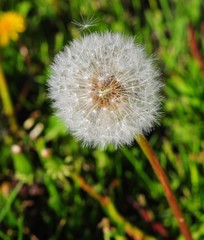 Dandelion preparing to fly away