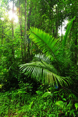 Naklejka premium Rain forest in thailand
