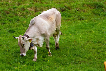 Alpine cows grazing on mountain meadows