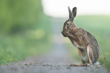 Hase