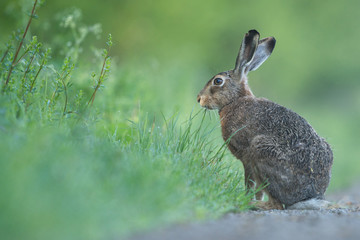 Hase