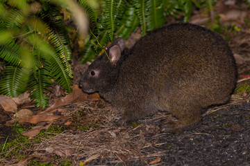 Naklejka premium アマミノクロウサギ