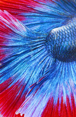 Close up of texture tail siamese fighting fish