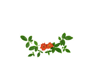 Decorative rose flowers, green leaves on white background with copy space. Flat lay.