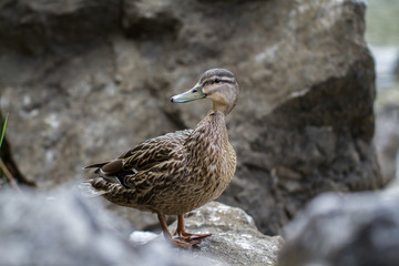 Mallard duck-Waterbird of Europe prefer living in lakes