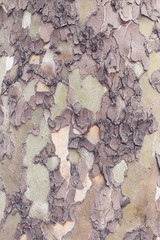 wood or bark texture, filter effect
