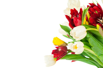 Photo of tulips isolated on white background