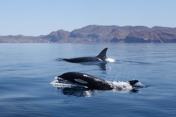 Orcas in Baja