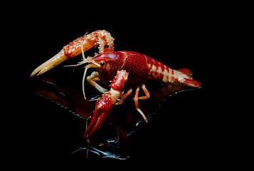 Crayfish Procambarus Clarkii Ghost on black background.