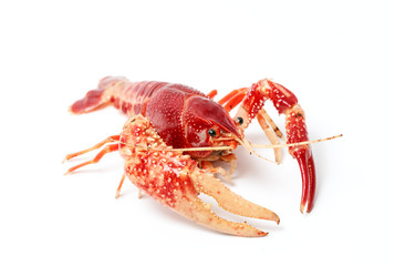 Crayfish Procambarus Clarkii Ghost on black background.