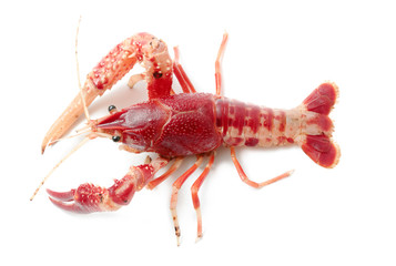 Crayfish Procambarus Clarkii Ghost on black background.