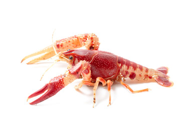 Crayfish Procambarus Clarkii Ghost on black background.