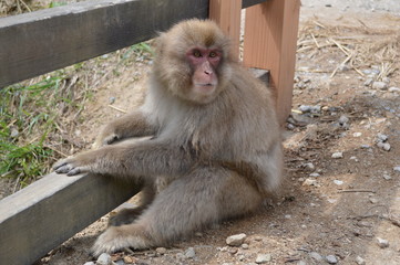 地獄谷野猿公園の猿