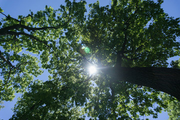 Sunlight Shining through Tree Canopy