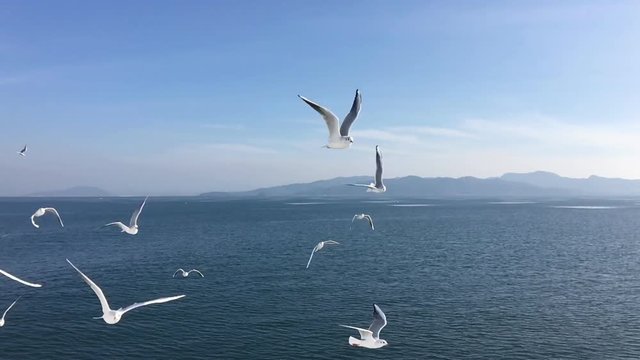Seagull flying slow motion