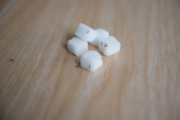 closeup sugar and ant on wooden table .