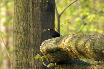 Black thrush