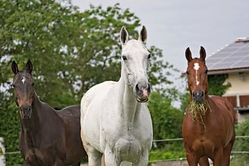 Fototapeta na wymiar Portrait of a horse with a beautiful background 