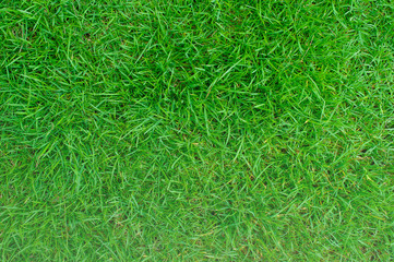 green grass natural background texture