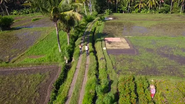 Aerial view of two people in helmets riding bicycles on small road between rice fields near palm trees on sunny summer day in Bali, Indonesia, tracking shot