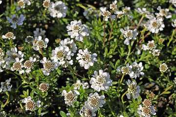Iberis sempervirens, the evergreen candytuft or perennial candytuft
