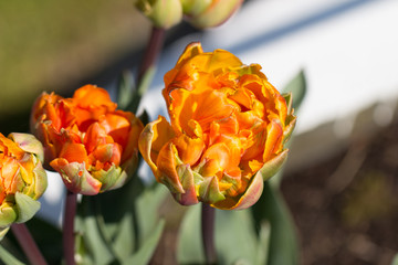 Tulpe spezielle Blüte