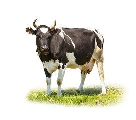 Spotted black and white cow full length isolated on white