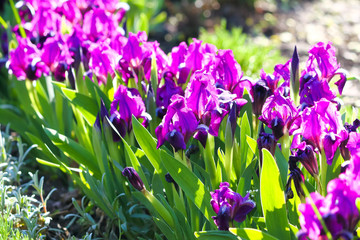 Group of purple irises in spring sunny day. Selective focus.