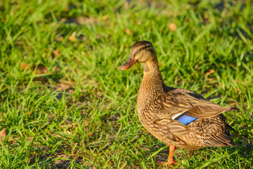 A Mallard Duck (Anas platyrhynchos), at John S. Taylor Park in Largo, Florida.