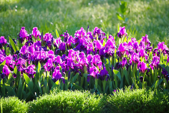 Group of purple irises in spring sunny day. Selective focus.