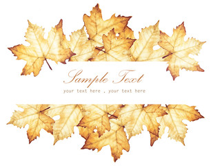 Watercolor painting of Autumn with place for text - maple leaves drawing.