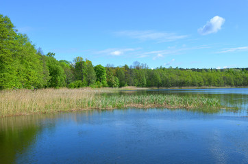 Spring landscape with blue sky, green trees, water herbs and a calm lake in Belarus