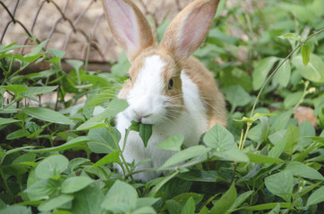 Rabbit are eating green leaves.