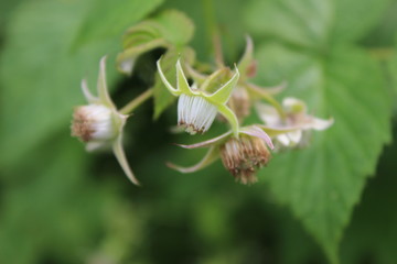 flowering raspberry - 158327530