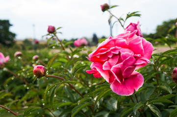 Peonies in the rain on the blurred background of the sights of St. Petersburg. The field of Mars. Summer 2016.

