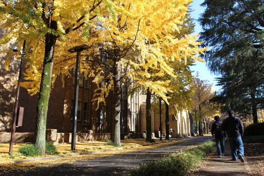 Autumn In Tokyo University