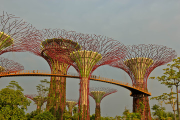 Garden by the bay trees in singapore