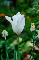 White tulip on a flowerbed in garden