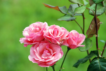 Roses roses sur fond de gazon