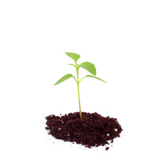 Sweet pepper sprouts