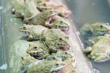 Close up a lot of field frogs in aquaculture farm in Thailand.