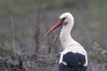 White Stork