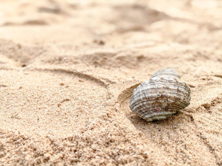Hermit Crab on a beach