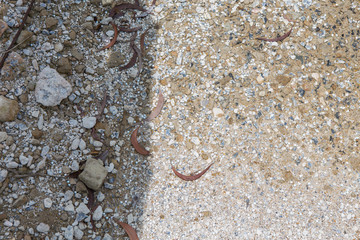 ground