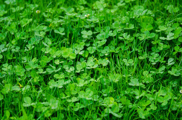 Background of green clover meadow, symbol of luck and Ireland