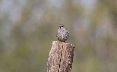 Black Redstart