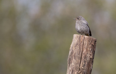 Black Redstart