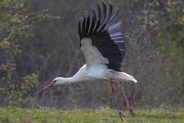 White Stork