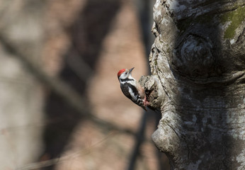 Middle Spotted Woodpecker